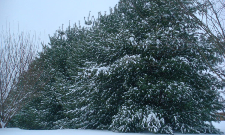 Snowy Trees