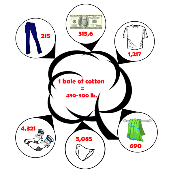 Cotton Bale Infographic